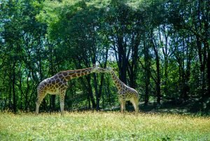 Bronx Zoo, NY